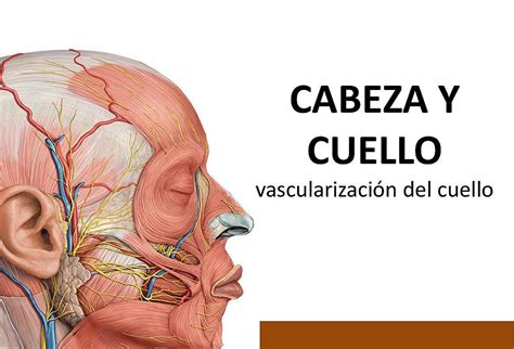 Regiones De La Cabeza Anatomia Cabeza Y Cuello Cuello Anatomia Images