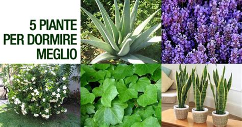 Tolgono nutrimento, luce e acqua al tuo orto! Se messe in camera da letto, queste piante ci aiutano a dormire 8 ore di fila