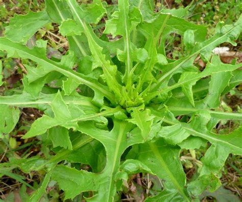 Wild Lettuce Resembles Dandelion And Thistle And Has Been Widely Used