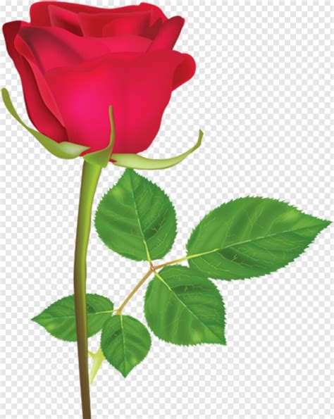 Rosa Roja Imagen De Una Sola Flor Hd Png Download