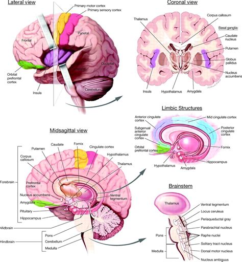 Coronal Brain Anatomy - brain anatomy coronal radiata, brain anatomy coronal… | Brain anatomy 