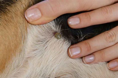 The Best Way How To Remove A Tick From A Dog Safely At