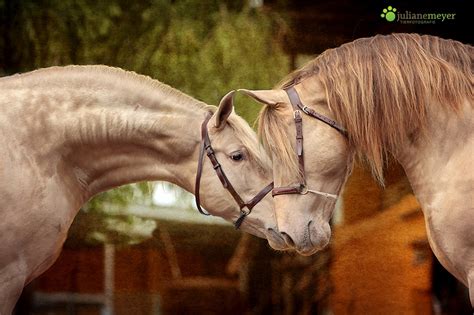 Nimm also einfach das englische wort für küssen und hänge day dran. Der Tag des Kusses Foto & Bild | tiere, haustiere, pferde ...