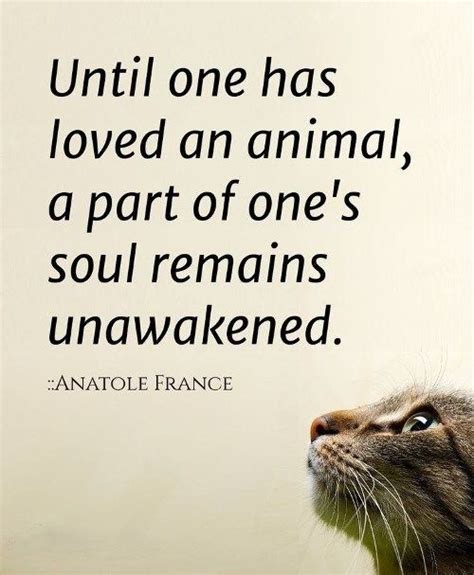 15 Quotes That Will Make You Want To Hug Your Pet | Cat quotes, Amazing