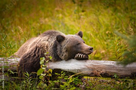 Wild Grizzly Bear Sleeping On A Log In Banff National Park In The