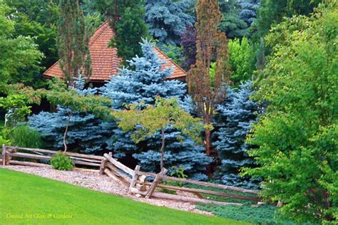 Needles are small and blue on stems that grow 1. Conrad Art Glass & Gardens: Conifers... 1st in a series