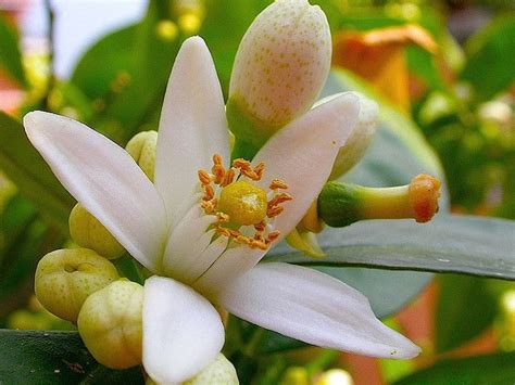 Check spelling or type a new query. Orange tree flower | White flowering trees, Citrus trees ...