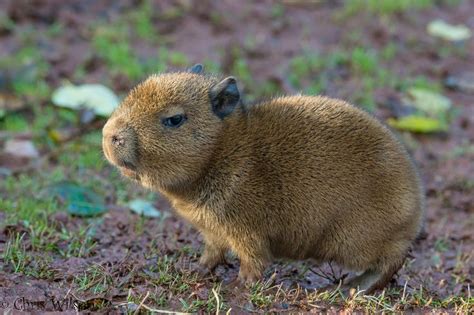 The Daily Capybara Baby Capybara Capybara Cute Animals