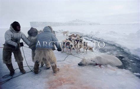 Inuit Hunters Haul Dead Polar Bear Out Of Lead Onto The Sea Ice At The