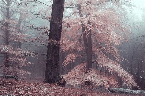 Mysterious Woods Silver Trees Photograph By Jenny Rainbow Fine Art