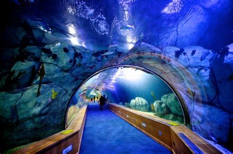 The Oceanogràfic Is The Largest Aquarium In Europe Valencia Spain