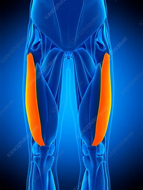 Leg Muscles Illustration Stock Image F0169345 Science Photo Library