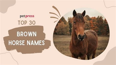 Top 30 Brown Horse Names Of All Time Petpress Youtube