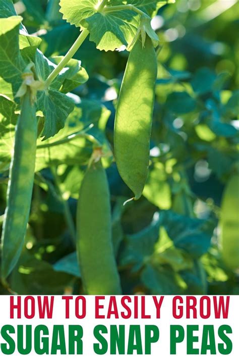 How To Presprout And Grow Sugar Snap Peas Step By Step Instructions