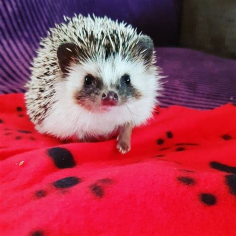 African Pygmy Hedgehog For Sale Miami For Sale Miami Pets Other Pets