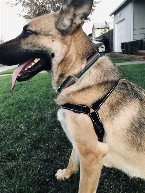Lifetime Harness® | Lifetime Warranty No-Pull Dog Harness | Atlas Pet