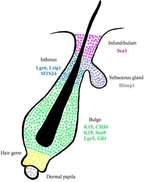 The Science Of Healthy Hair Hair Loss And How To Regrow Hair