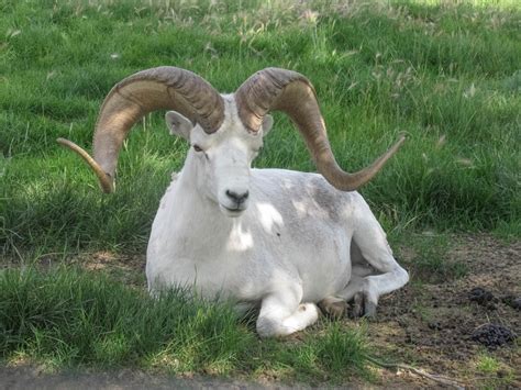 Cannundrums Dall Sheep