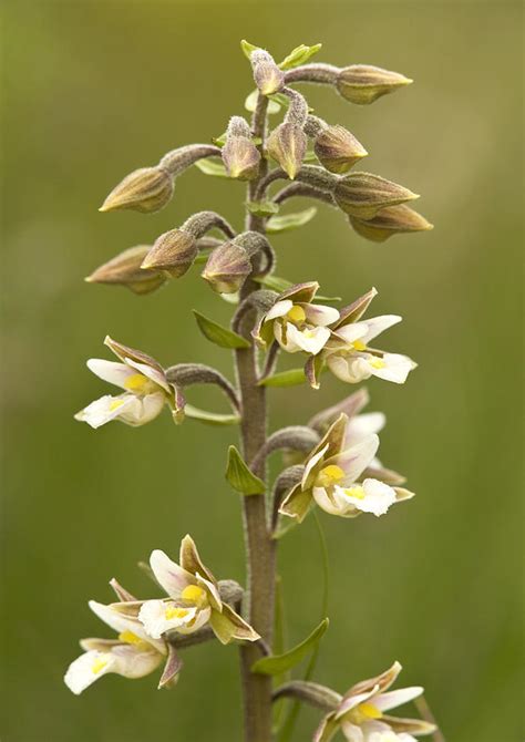 Marsh Helleborine Epipactis Palustris Photograph By Bob Gibbons