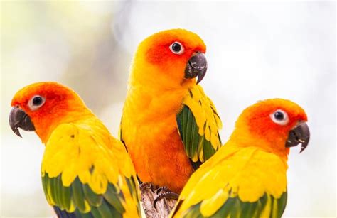 Most Colorful Parrot Species Petsoid