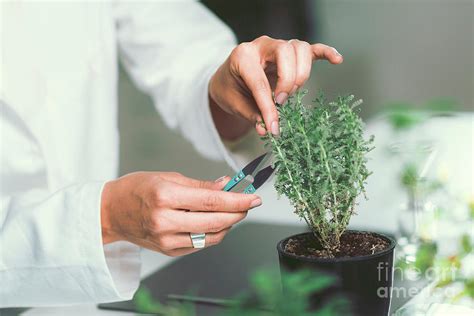 Homeopath Preparing Herbal Remedies Photograph By Microgen Images