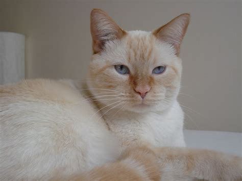 17 Best Images About Flame Point Siamese On Pinterest