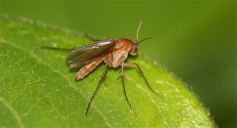 How To Identify And Manage Fungus Gnats Newpro Blog