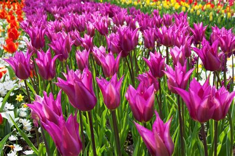 8 Tulip Varieties That Will Delight Your Senses