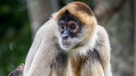 Spider monkey | Endangered Monkeys | Auckland Zoo