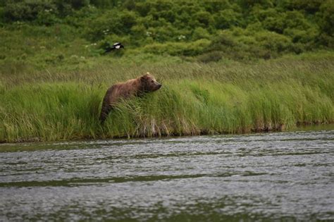 This Bear Looks Downstream To Where A Cohort Of Sockeye Salmon Are
