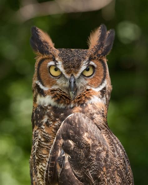 Большая рогатая сова great horned owl abcdef wiki