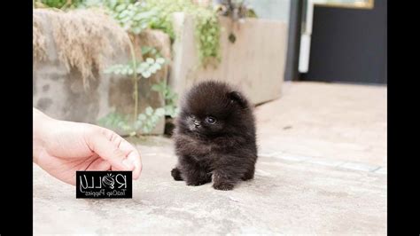 Black pomeranian coat and color. Black Teacup Pomeranian Puppies | PETSIDI