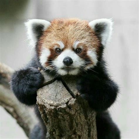 Pin By Mona Moni On Panda E Kuqe Cute Baby Animals
