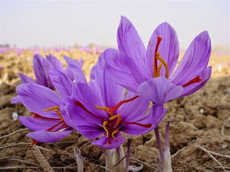 Pengobatan Kuno Dengan Bunga Saffron Crocus Sativus Gomumu