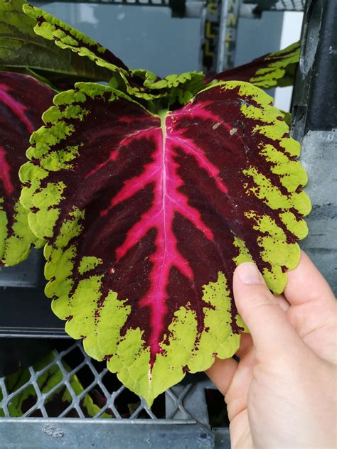 The Massive Leaf On This Coleus Rplants
