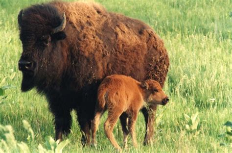 Il bisonte (イル ビゾンテ) 日本公式オンラインストア. Mammiferi: Bisonte americano