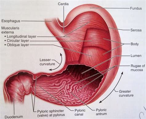 L Anatomia Dell Addome Stomaco Umano Health Life Media