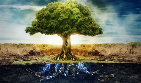 Things You Need To Know About The Tree Of Life Gostica