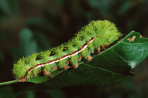 Stinging Caterpillar Season Has Arrived In Texas Texas Aandm Today