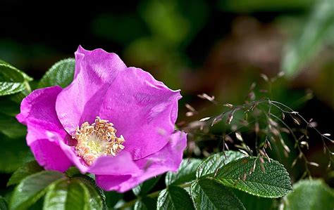 Free Picture Flower Nature Leaf Flora Garden Summer Wild Rose Plant