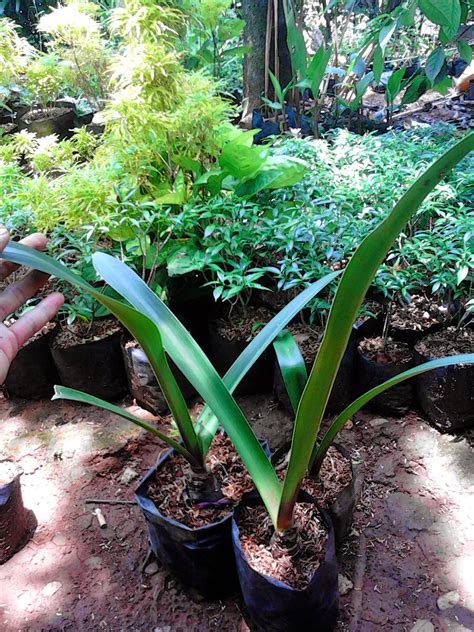 Sepertinya saat ini hampir semua orang mengenal bunga mawar. JUAL BAKUNG SINTUNG | ANEKA TANAMAN BAKUNG | SUPLIER ...