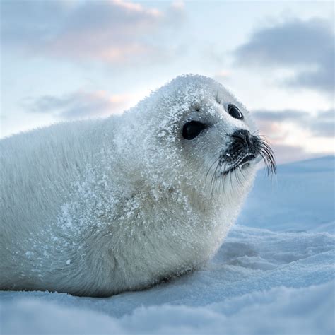 Seals Facts And Photos