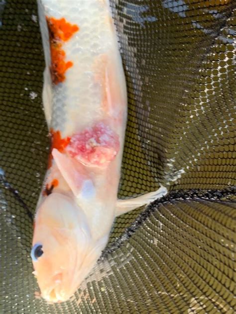 Help Is My Koi Sick Diagnose Symptoms And Koi Fish Diseases With
