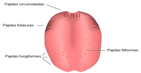 Tipos De Papilas Gustativas E Suas Principais Funções