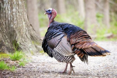 Best average turkey weight thanksgiving from why have thanksgiving turkeys be e so expensive. Thanksgiving Calories: How Far Will You Need to Walk?
