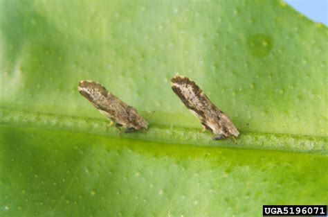 Asian Citrus Psyllid Diaphorina Citri