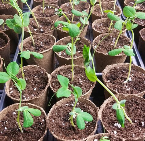 How to grow sugar snap peas in containers. Peas, Super Sugar Snap, Garden Plant | Sprout! Farms, LLC
