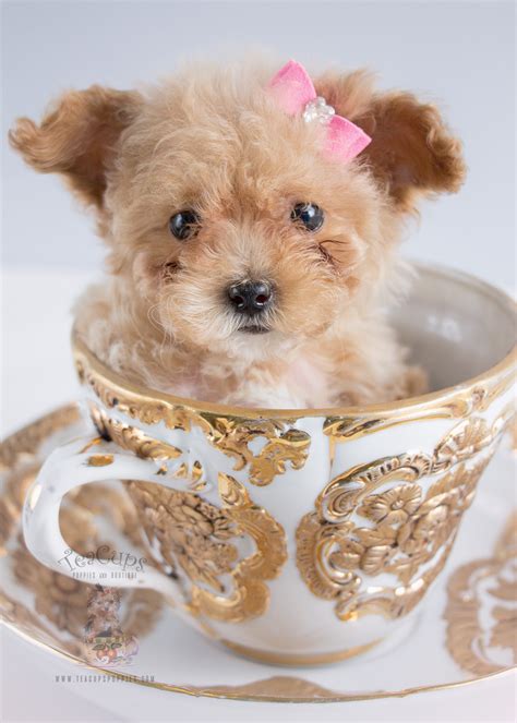 Pet store in new york, new york. For Sale #243 Teacup Puppies Black Poodle Puppy | Teacups ...