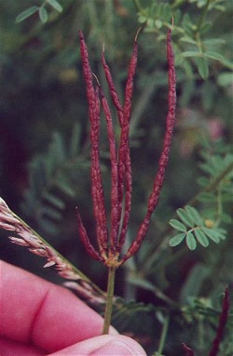 Coronilla Varia 202001000 Seeds Perennial Crown Vetch Vine Hardy
