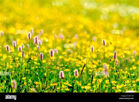 Green Meadows With Colorful Flowers On The Mountain Slopes At Alp Flix